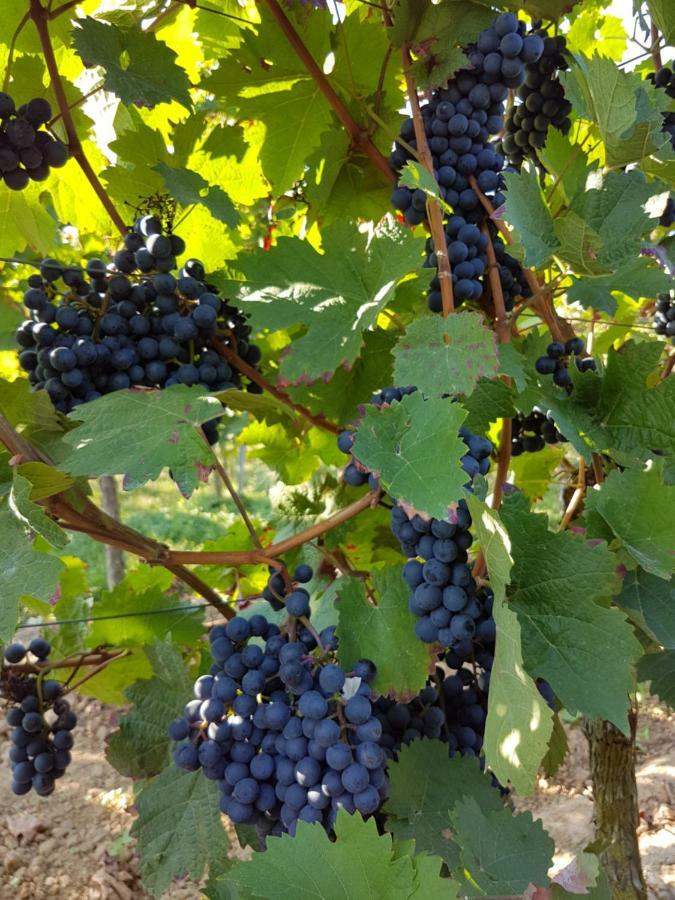 Weingut & Gaestehaus Nagel Kapellen-Drusweiler Екстер'єр фото