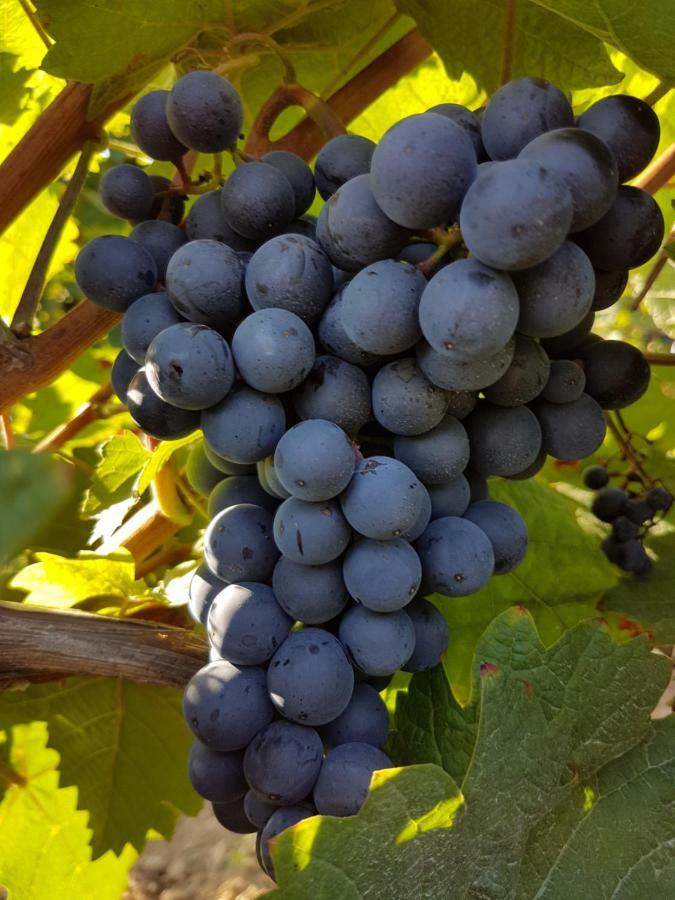Weingut & Gaestehaus Nagel Kapellen-Drusweiler Екстер'єр фото