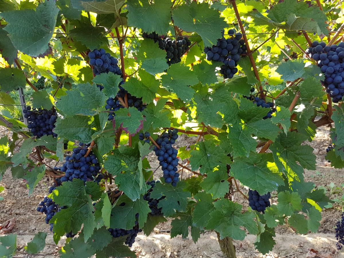 Weingut & Gaestehaus Nagel Kapellen-Drusweiler Екстер'єр фото
