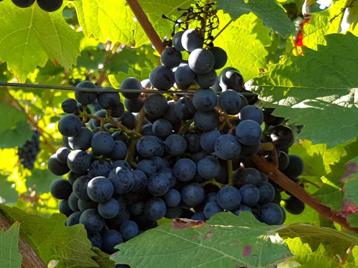 Weingut & Gaestehaus Nagel Kapellen-Drusweiler Екстер'єр фото
